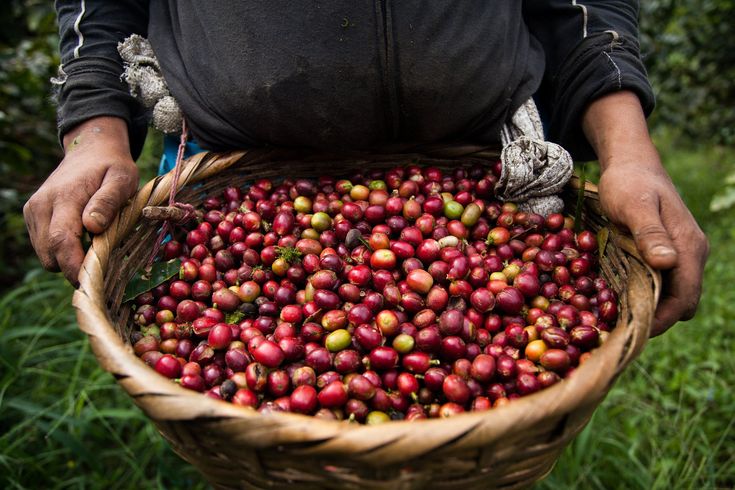 Le cause dell' aumento dei prezzi del caffè